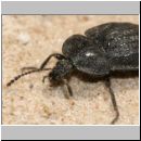 Phosphuga atrata - Aaskaefer 02 12mm.jpg